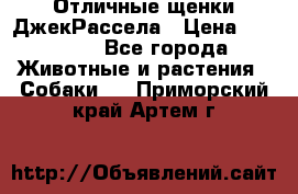 Отличные щенки ДжекРассела › Цена ­ 50 000 - Все города Животные и растения » Собаки   . Приморский край,Артем г.